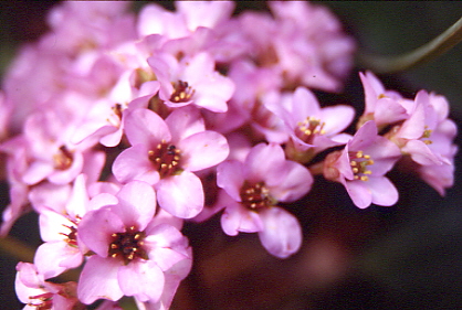 �s���ȉԁ@���̂R