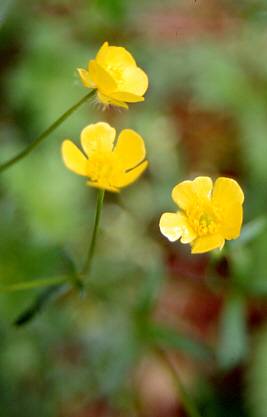 �s���ȉԁ@���̂P