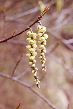 �Ȃ�ł���H