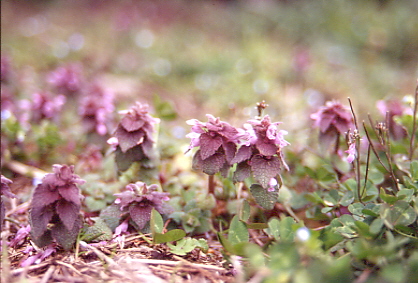 �s���ȉԁ@���̂U