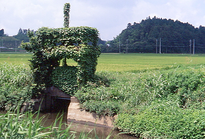 �΂����ς�